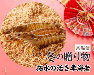 活き車海老 販売